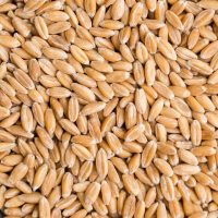 DOMAČA BIO PIRINA KAŠA 1 KG