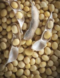 DOMAČA BIO SOJA 500 G