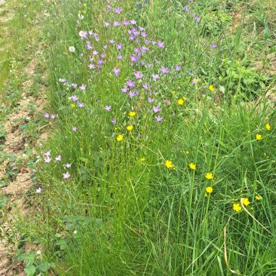 glamping okolica cvetlice travniske_2